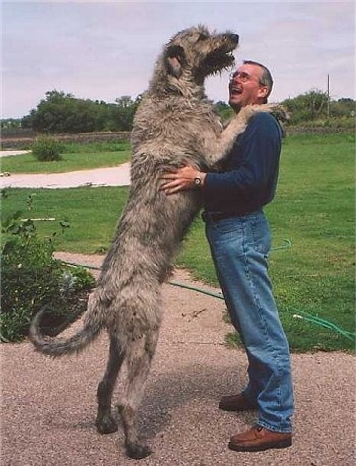 ирландский волкодав фото с человеком