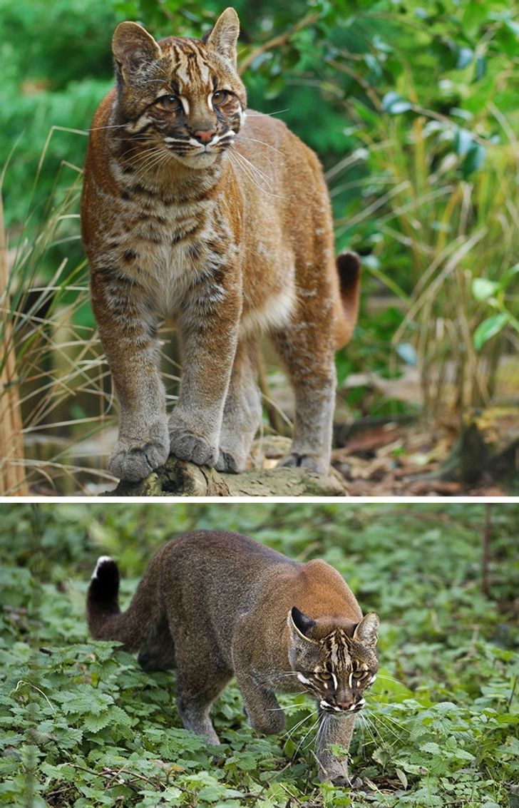 Породы кошачьих с фотографиями и названиями диких