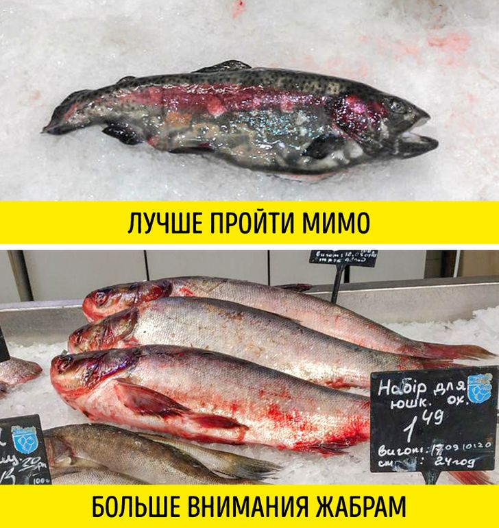 Основные характеристики лосося