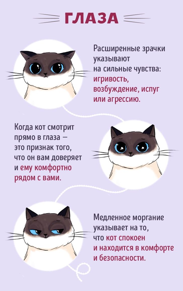 Как понять кошачий язык