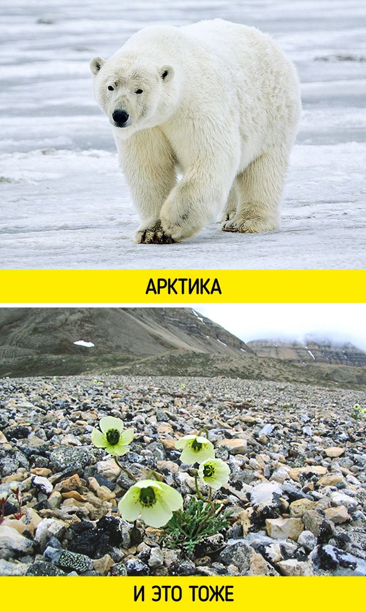 17 ярких фото, которые покажут, как на самом деле выглядит Арктика, которую многие представляют заснеженным Мордором