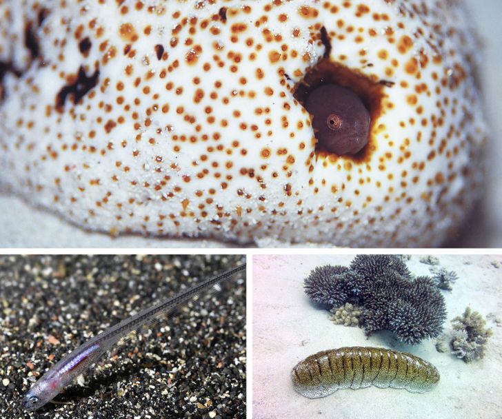 12 безумных фактов из животного мира, по которым можно написать самый захватывающий учебник биологии