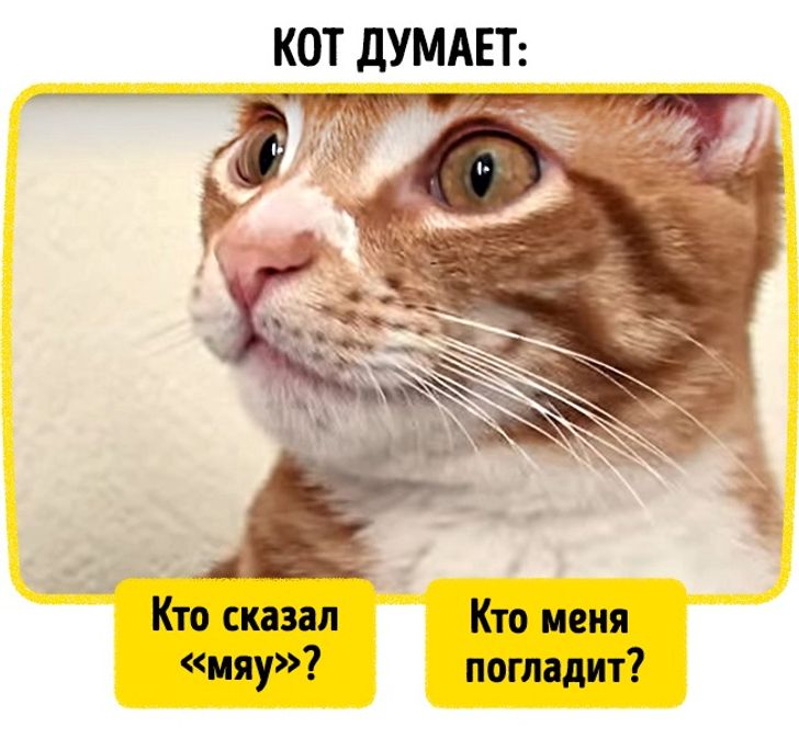 Кошачий язык мяу. Кошачий язык. Тесты кошачий язык. Кот без языка. Понимающий кот.