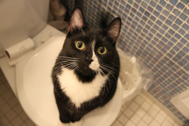 Почему кошка не ходит в туалет по большому: причины и решения
