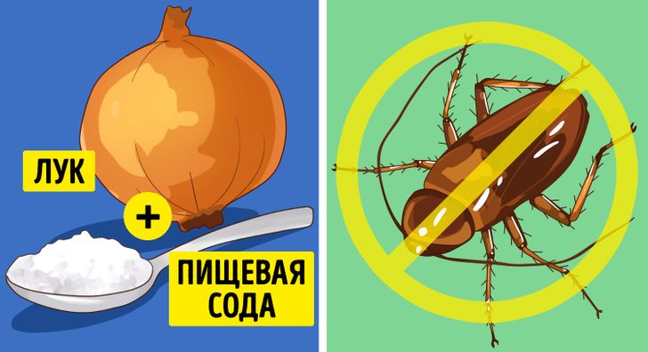Все рецепты хороши: какие народные средства действительно помогают от тараканов?