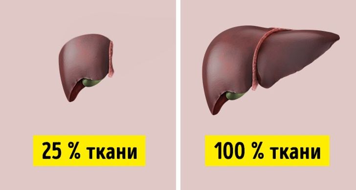 18 Faktov O Chelovecheskom Tele O Kotoryh Nam Ne Govoryat Vrachi