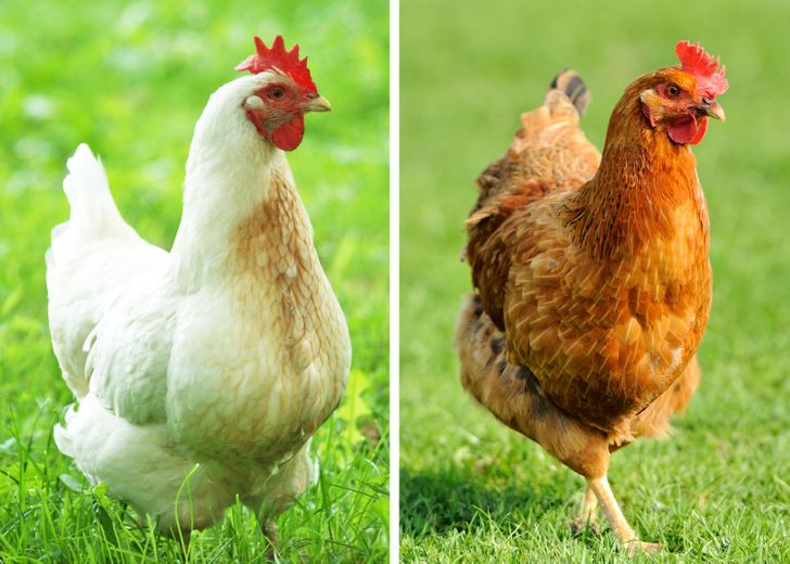 Чем на самом деле отличаются коричневые яйца от белых?