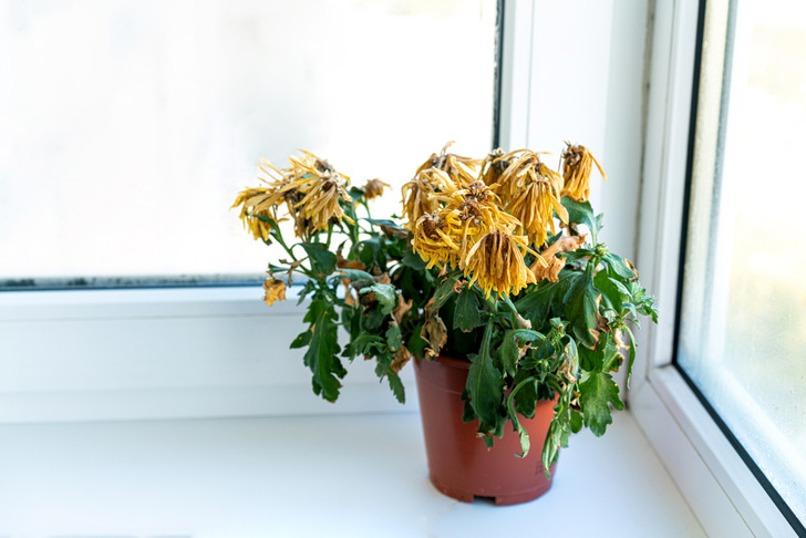 Почему вянут и погибают цветы в квартире?