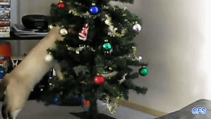 Главное Украшение Нового Года