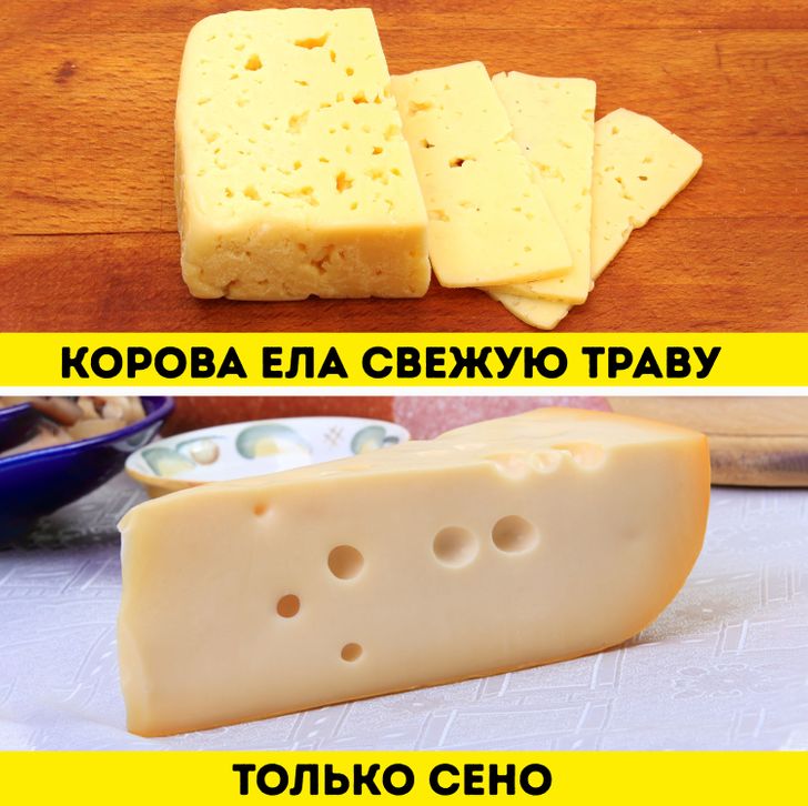 Можно есть просроченный сыр. Цвет сыра. Сыр вызывает зависимость. Сыр разрешенный. Сыры по цвету.