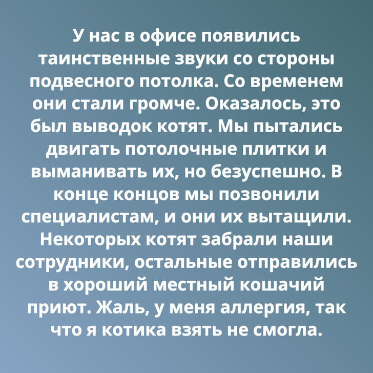 У нас в офисе появились таинственные звуки со стороны подвесного потолка. Со временем они стали громче. Оказалось, это был выводок котят. Мы пытались двигать потолочные плитки и выманивать их, но безуспешно. В конце концов мы позвонили специалистам, и они их вытащили. Некоторых котят забрали наши сотрудники, остальные отправились в хороший местный кошачий приют. Жаль, у меня аллергия, так что я котика взять не смогла.