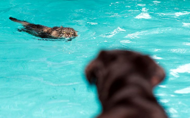Плыть не уставая. Собаки умеют плавать. Кошки умеют плавать. Собаки которые не умеют плавать. Люди которые умеют плавать.