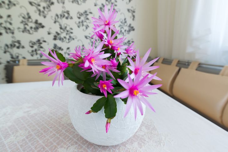 Горшечные цветы и деревья для дома | Купить недорого с доставкой по СПб - Newflora