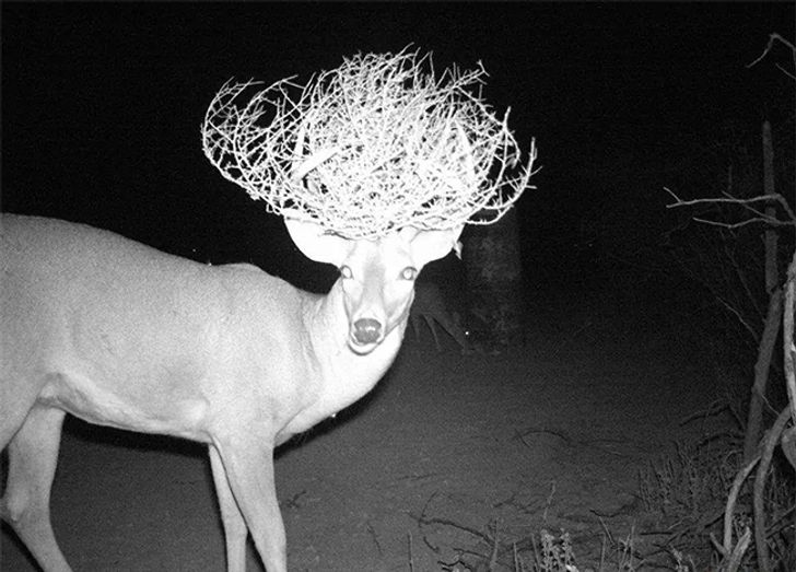 11 снимков с фотоловушек, которые доказывают, что в лесу у животных творится черт пойми что