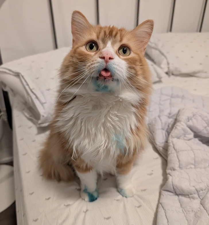 15 неожиданных историй, в которых замешаны хвосты, усы и тайны