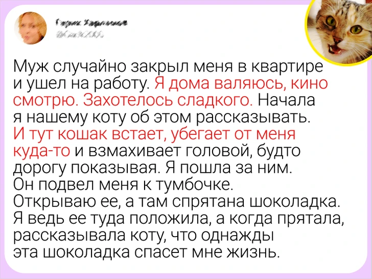 15 историй, когда питомцы доказали, что в них живёт суперсила