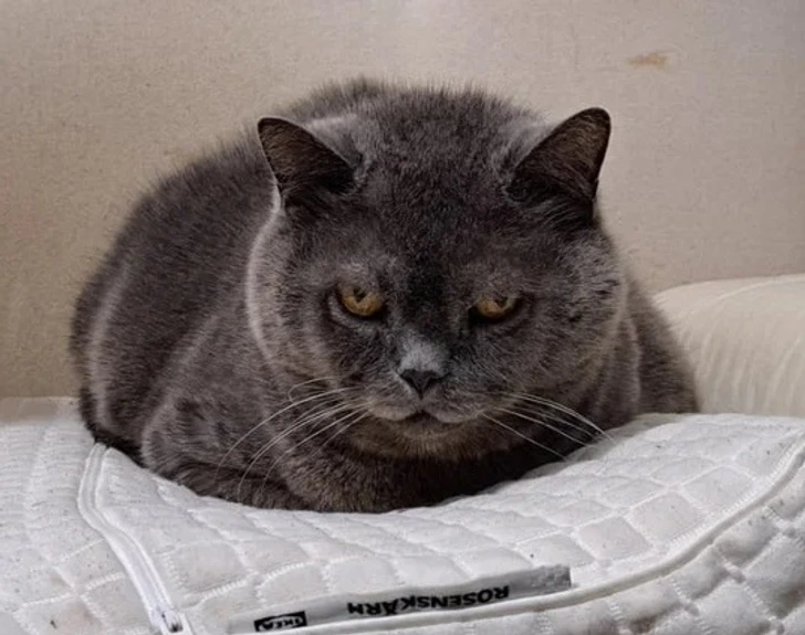 18 историй, в которых домашние питомцы были главными зачинщиками хаоса