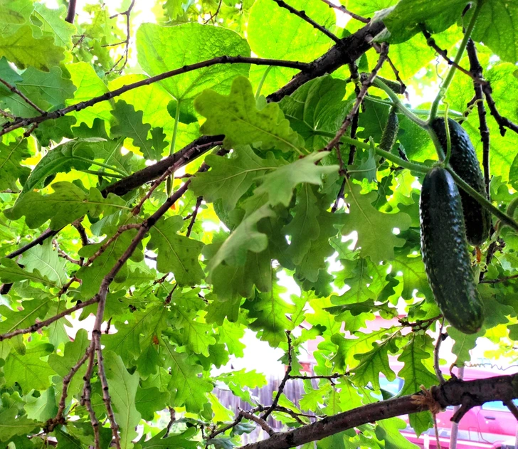 14 тёплых историй с запахом цветов и шашлыка, которые случаются только в деревне и на даче