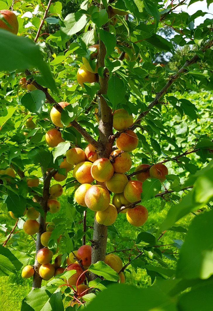 14 тёплых историй с запахом цветов и шашлыка, которые случаются только в деревне и на даче