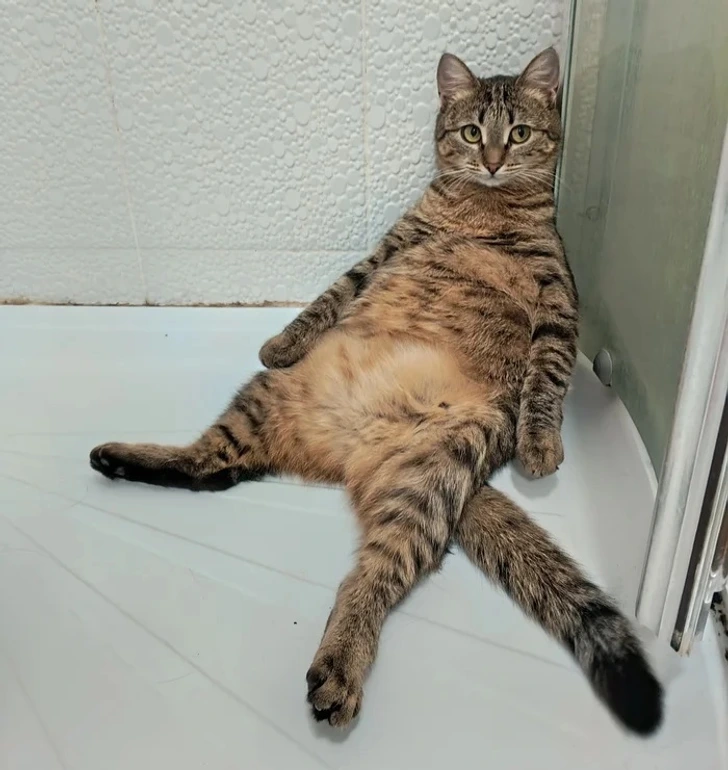 18 историй, в которых домашние питомцы были главными зачинщиками хаоса